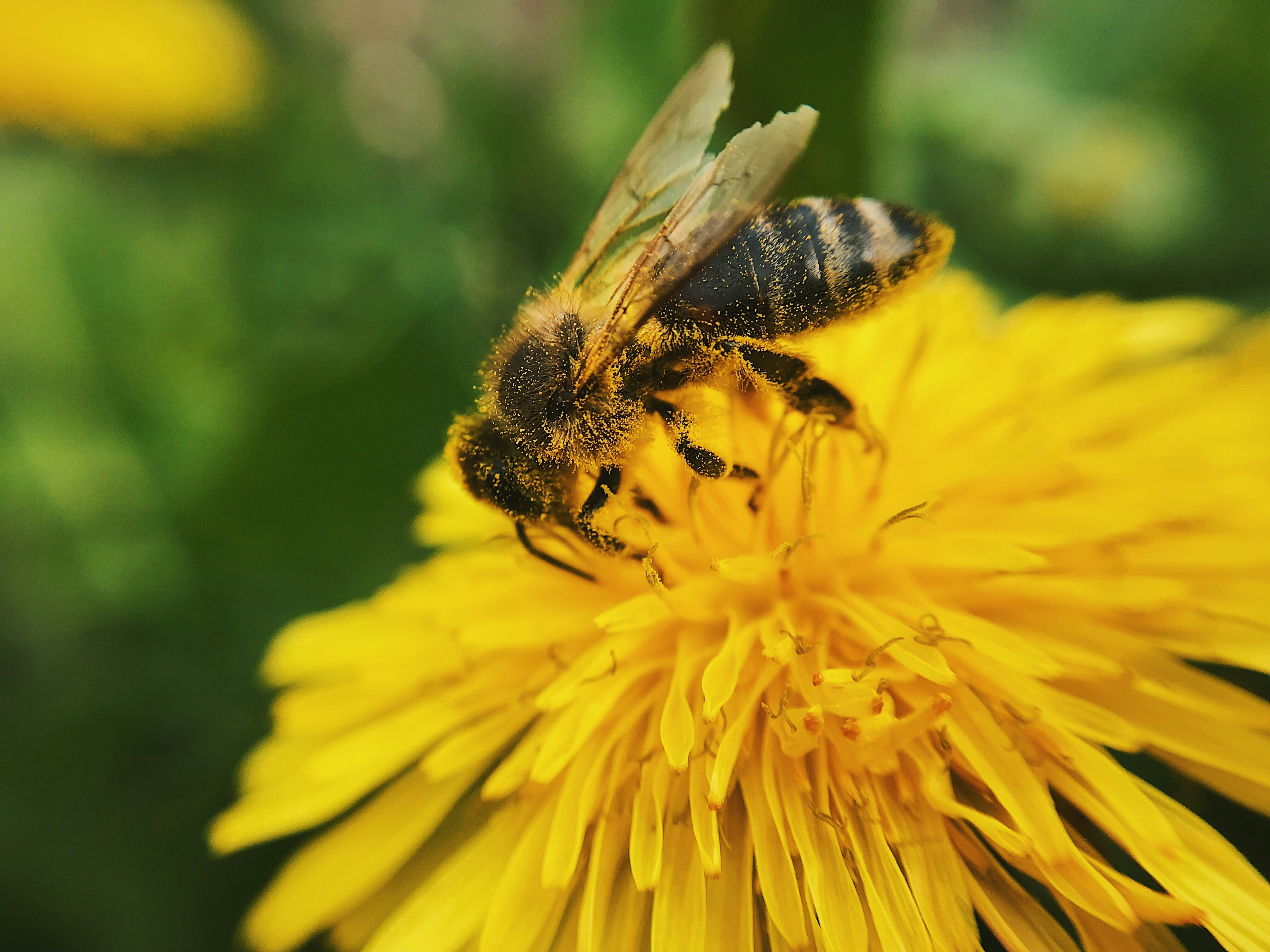 bee on a dandelion