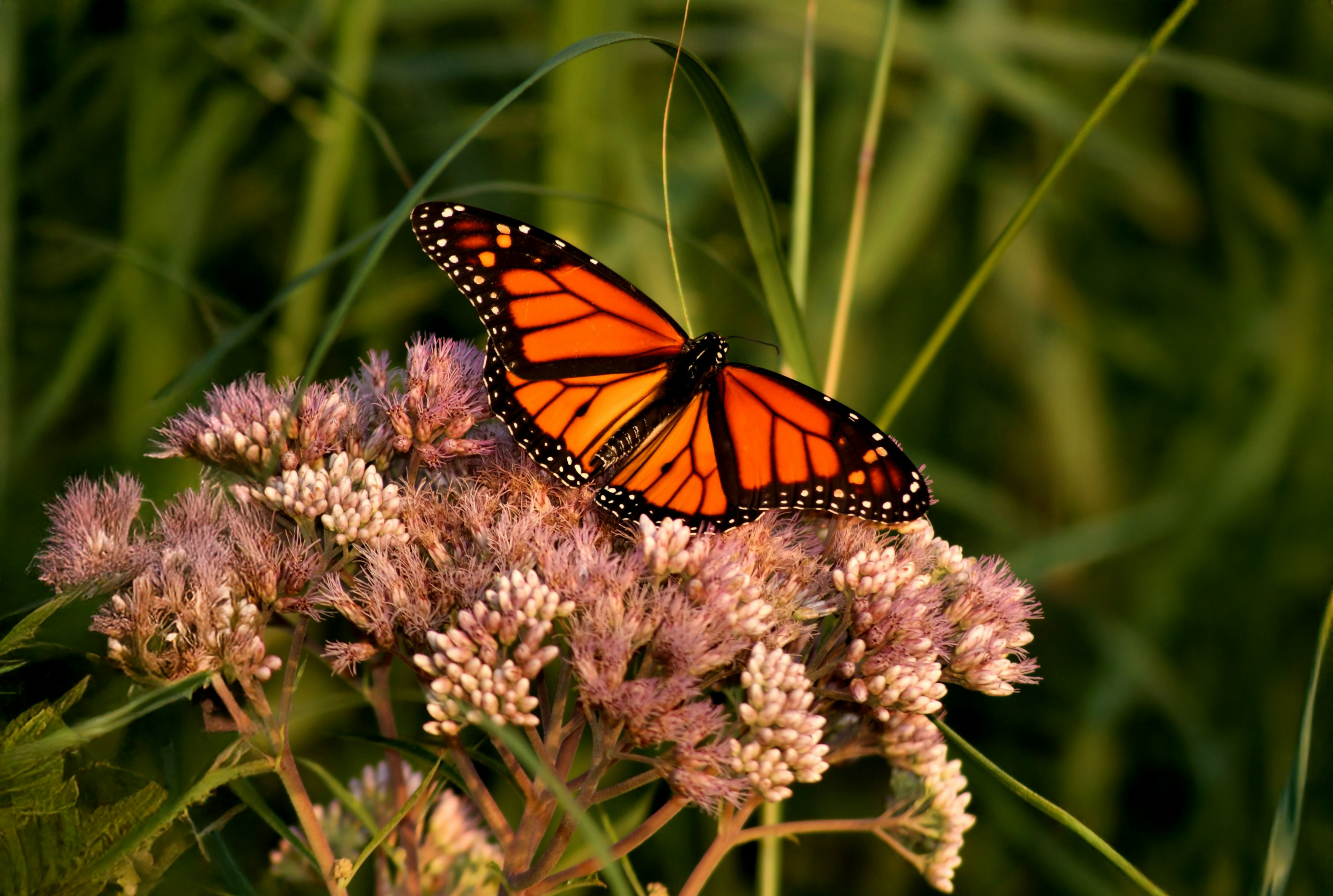 monarch butterfly on milkweed plant