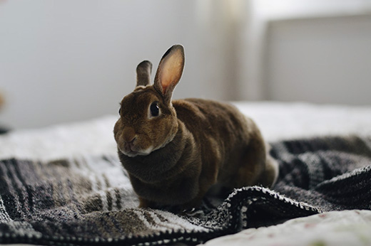 Chester the bunny